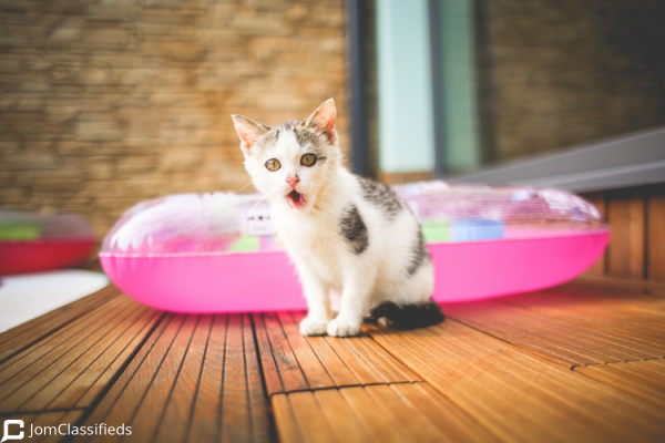 Cats For Sale