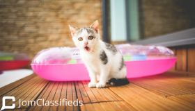 Cats For Sale
