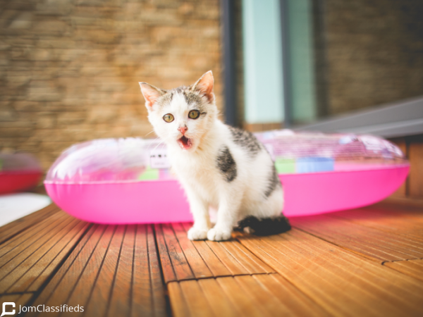 Cats For Sale